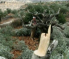 Israeli Colonizers Cut Olive Trees, Shoot Five Palestinians, Near Salfit