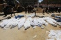 Over 500 Bodies Uncovered in Mass Graves at al-Shifa and Nasser Hospitals