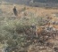 Israeli Colonizers Uproot 100 Olive Trees In Salfit