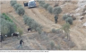 Israeli West Bank Settlers Raid Palestinians' Olive Grove With IDF Escort; One Defiles Grave