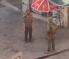 Sunday West Bank Invasions and Abductions